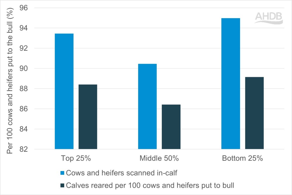 Graph comparing cows/heifers scanned incalf and calves reared at the top, middle and bottom perform